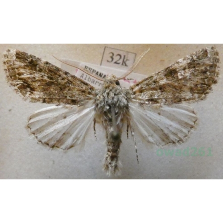 Polymixis lichenea (Hübner, 1813) Spain32k